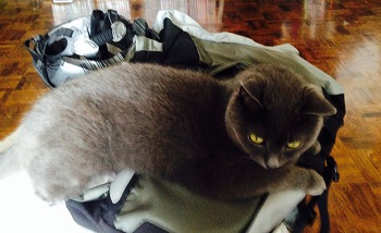 Fafner cat guards the magic Bikehelm