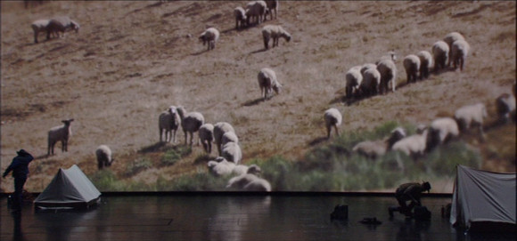 1.sheep