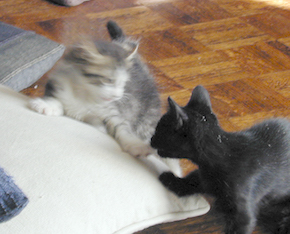 hoover_scruff_fight copy