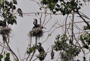 double-crested-cormorants-in-nests-in-trees-at-tommy-thompson-park-toronto