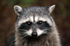 SE_Raccoons_180201_164