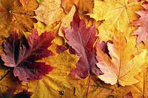 fallcolours