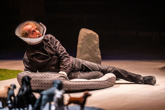 3.FifteenDogs_DahliaKatz_2692