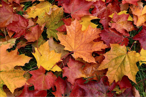 leaves
